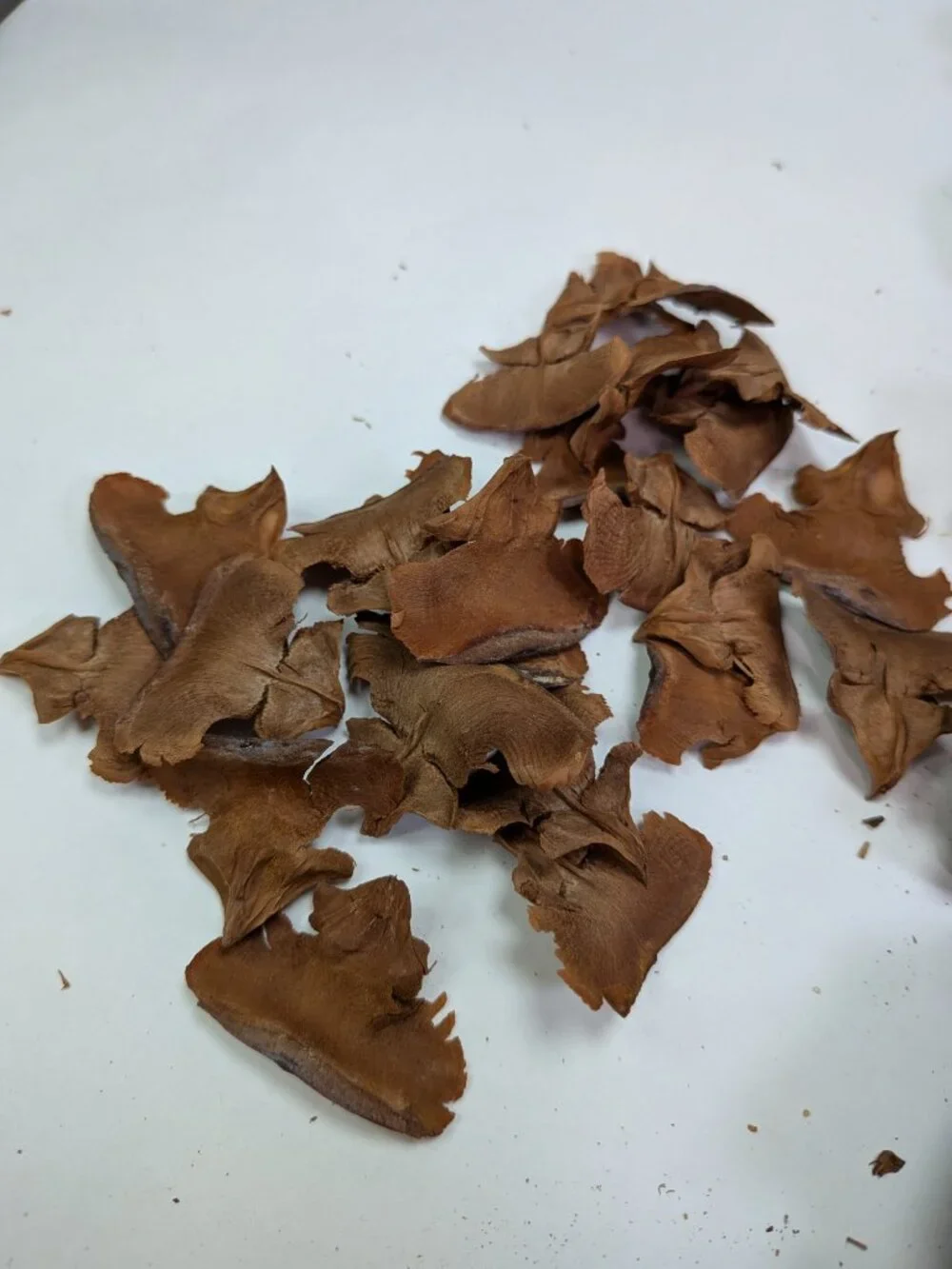 30 Real Cedar Rose Cones Natural Wooden Flowers Crafting & Wreath Supply